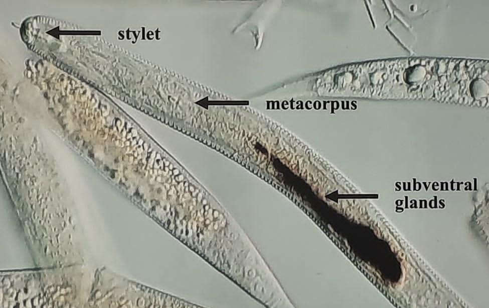 IowaAgRadioNetwork (@iowaagradio) on Twitter photo Have you ever wondered about the actual biology of a Soybean Cyst Nematode? Ever wondered #WHY they are they are the problem they are? <a href="/Dustin_IAAgBiz/">Dustin Hoffmann, Iowa Ag Radio</a> explores that with <a href="/GregTylkaISU/">Greg Tylka</a> bit.ly/49dpGkX <a href="/TheSCNCoalition/">The SCN Coalition</a> <a href="/ISUCropNews/">ISU Crop News</a> <a href="/iastate_cals/">ISU College of Agriculture and Life Sciences</a> Have you ever wondered about the actual biology of a Soybean Cyst Nematode? Ever wondered #WHY they are they are the problem they are? <a href="/Dustin_IAAgBiz/">Dustin Hoffmann, Iowa Ag Radio</a> explores that with <a href="/GregTylkaISU/">Greg Tylka</a> bit.ly/49dpGkX <a href="/TheSCNCoalition/">The SCN Coalition</a> <a href="/ISUCropNews/">ISU Crop News</a> <a href="/iastate_cals/">ISU College of Agriculture and Life Sciences</a>