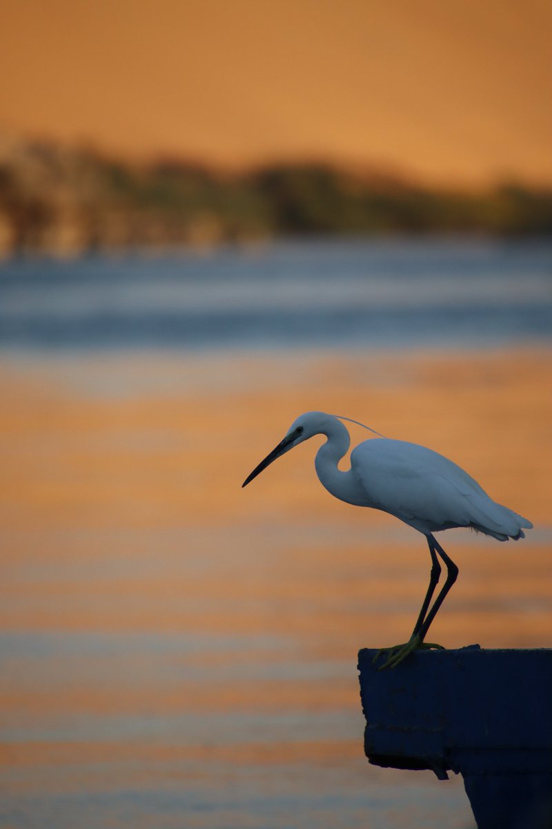 Valentin Boyer 𓀀 tweet media