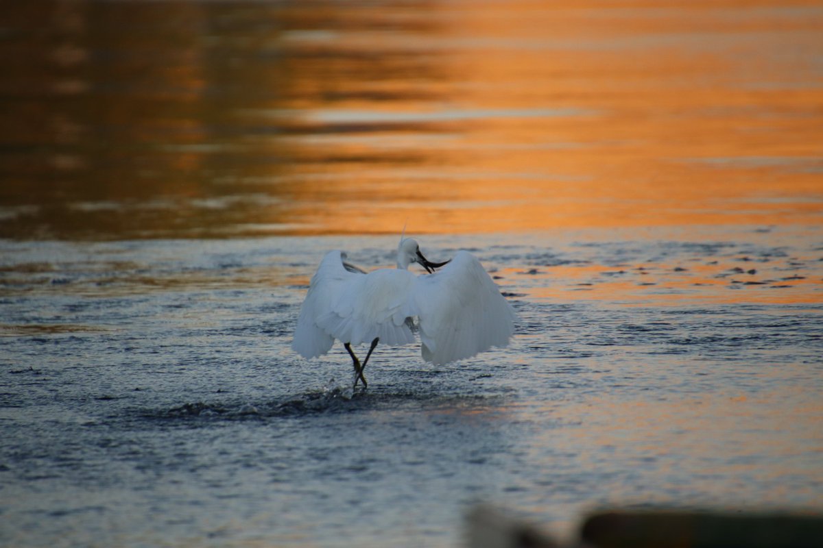 🐦 Egyptian birds at sunrise in Elephantine ☀️

#Egypt #elephantine #aswan #birds #sunrise #photography