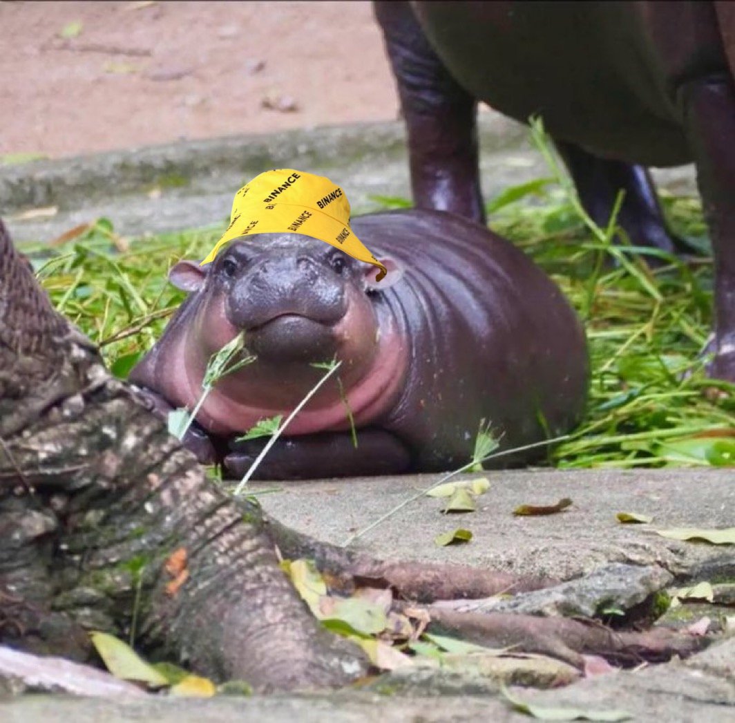 <a href="/_RichardTeng/">Richard Teng</a> Thank you for your support of Moo Deng on #Binance with futures 🦛💝🫰

<a href="/moodengsol/">Fan Page | Moo Deng</a> <a href="/moodengx/">Moo Deng Fanclub</a> #moodeng