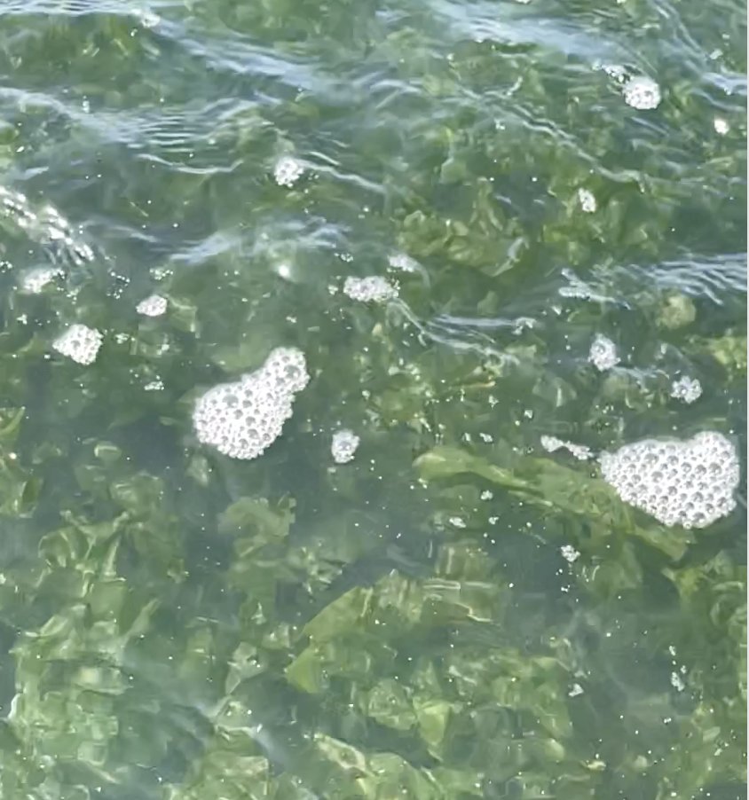 #Seaweed can sequester carbon 10 to 75 times more effectively than terrestrial forests, but its benefits extend far beyond being a #carbonsink. It plays a crucial role in reducing greenhouse gas emissions.
Learn more: blueevolution.com