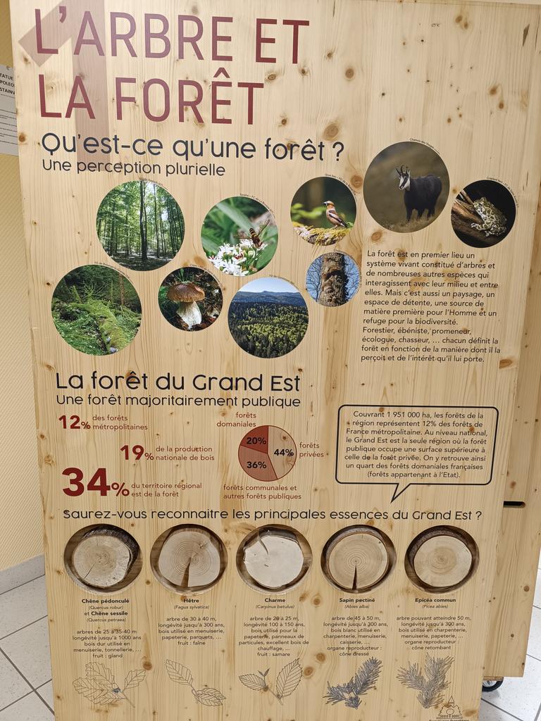 🌳Liaison école collège pour nos écodélégués à Stainville afin de visiter l'exposition "Les forêts à l'épreuve du changement climatique"🌳