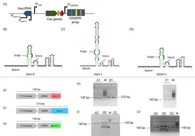 NEW ONLINE: Adaptation of bacterial natural single guide RNA (tracr-L) for efficient plant genome editing link.springer.com/article/10.100…