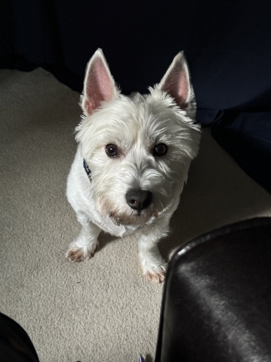 Pals, I’ll get back to regular posts soon.  Me Muvver needed time to deal with some stuff.  Some special people died recently and Daily Dougal got put to the side.  I’ve been giving the hoomans lots of snuggles and ❤️.  Luv ya, Dougal🐾
