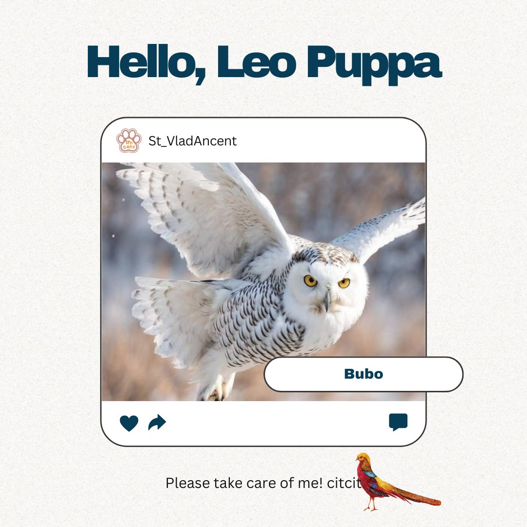 ️️
𝗙𝗘𝗘𝗗𝗜𝗡𝗚 𝗣𝗟𝗢𝗧
1. Ale - Kalelawar.
2. Bubo - Snowy Owl.
Pemberian makan bulan November.
<a href="/reveuseiu/">L. 📍Lucerne</a>
️️