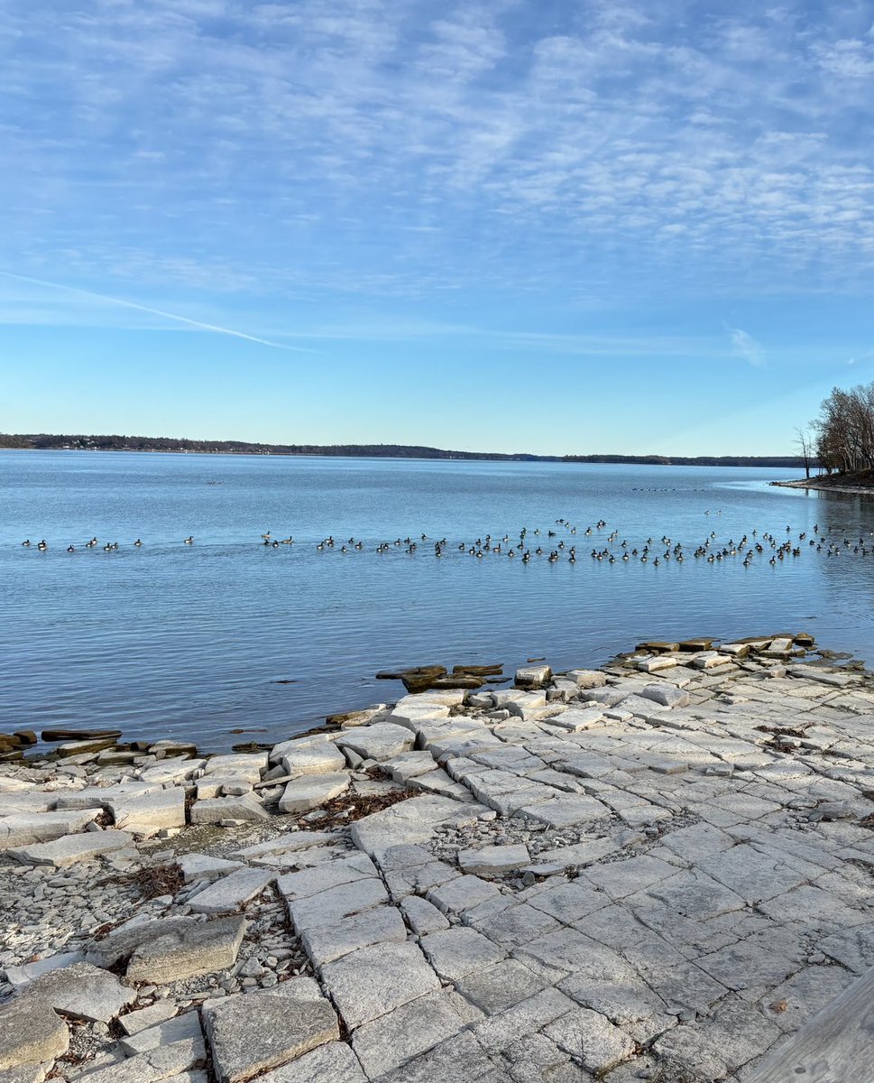 LOWaterkeeper's tweet image. Such a pleasure watching all the diving ducks &amp;amp; geese on the Lake &amp;amp; River today. The Great Lakes St Lawrence River serves as a critical link in migrating birds. @swimdrinkfish #biinaagami