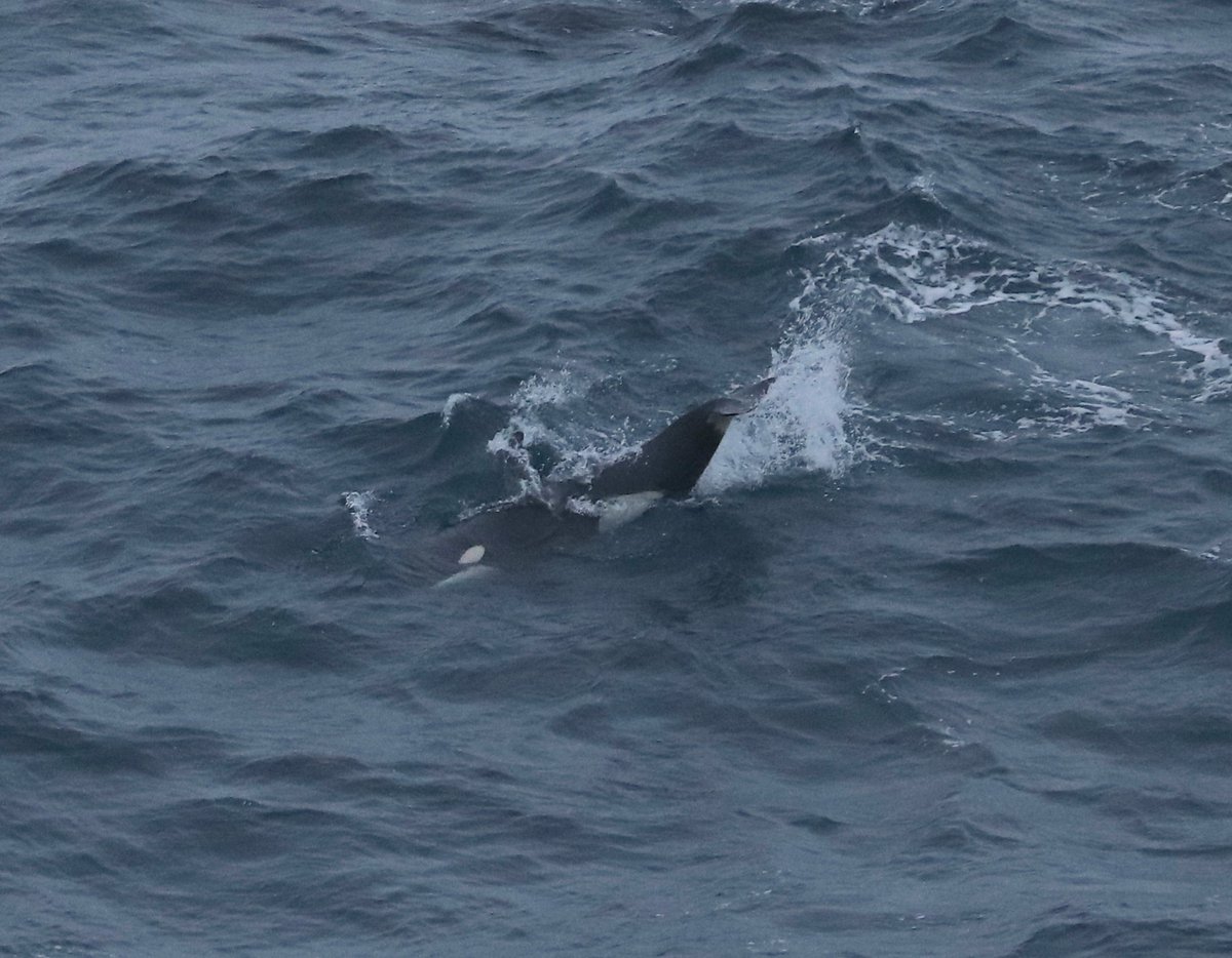 Always gonna be a good day when this huge dorsal fin appears out of the early Shetland light. Busta of the 65's pod, all playing in the Sumburgh surf.