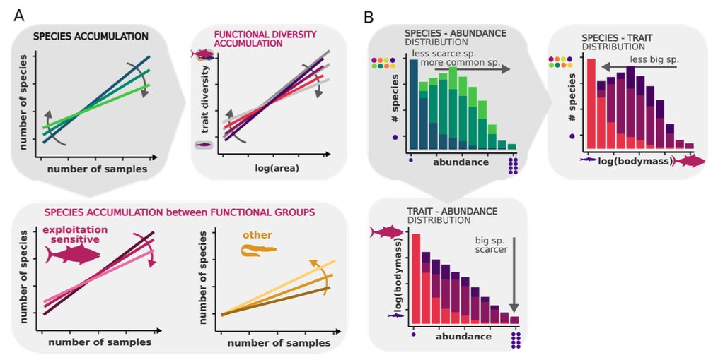 Integrating macroecology with temporal and trait-based perspectives : toward better attribution of human drivers to diversity changes
doi.org/10.32942/X24P61