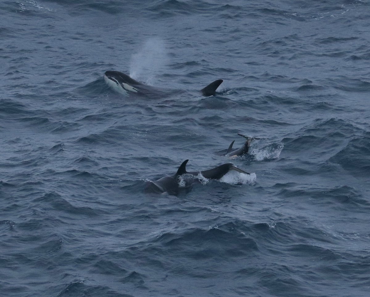 prrockmom's tweet photo. Always gonna be a good day when this huge dorsal fin appears out of the early Shetland light. Busta of the 65's pod, all playing in the Sumburgh surf. https://t.co/cIeZKomSMz