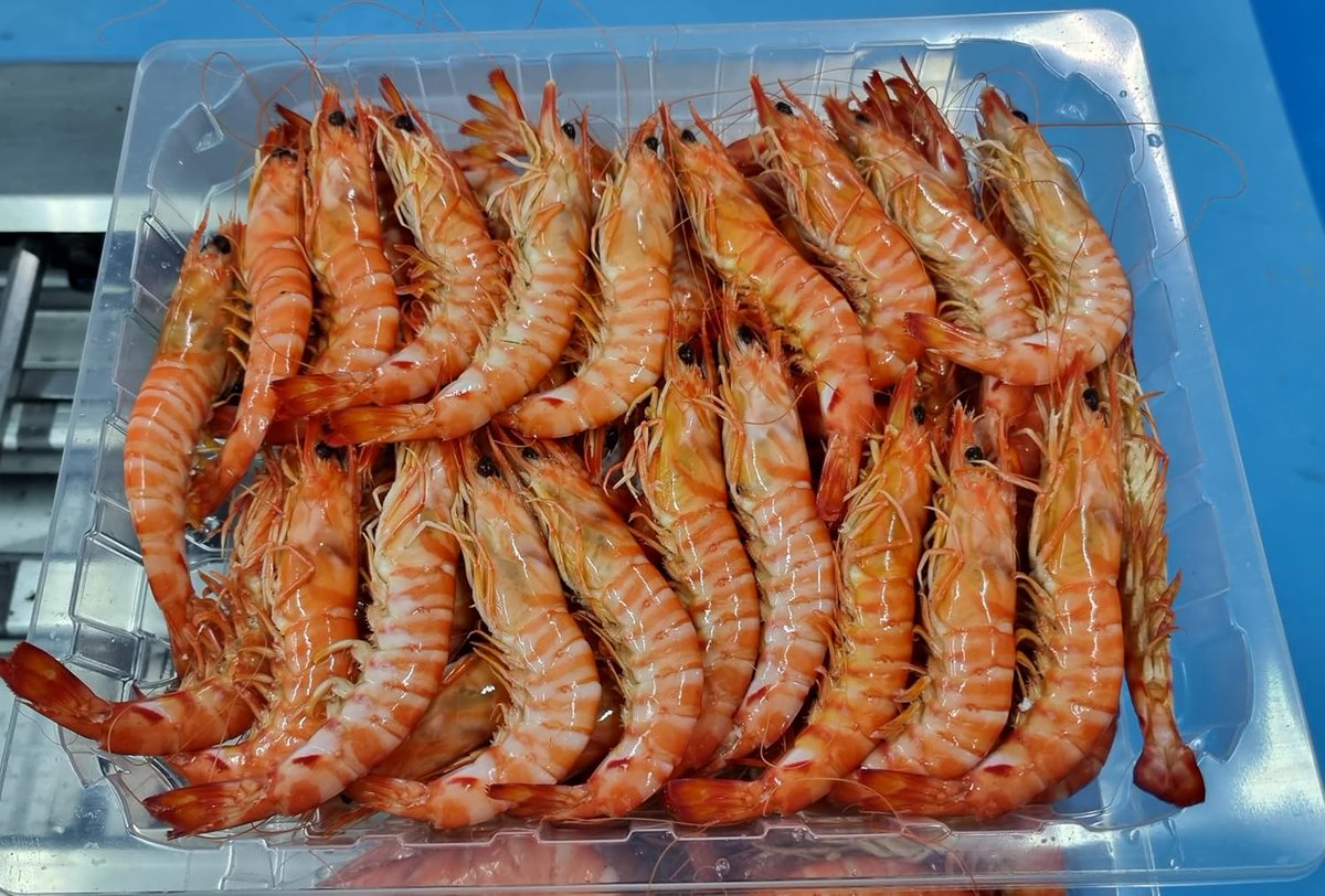 paramihijostore's tweet photo. Langostino tigre cocido 1kg

Cada caja contiene 1kg o 500gr de langostino cocido de Huelva  recogido y embalado en nuestro envase especial. 

😁👉 https://t.co/ep8GCInSV6

#paraMIHIJO #Langostino #Navidad #Calidad #Regalo #Compras #España https://t.co/6a62iJIQGP