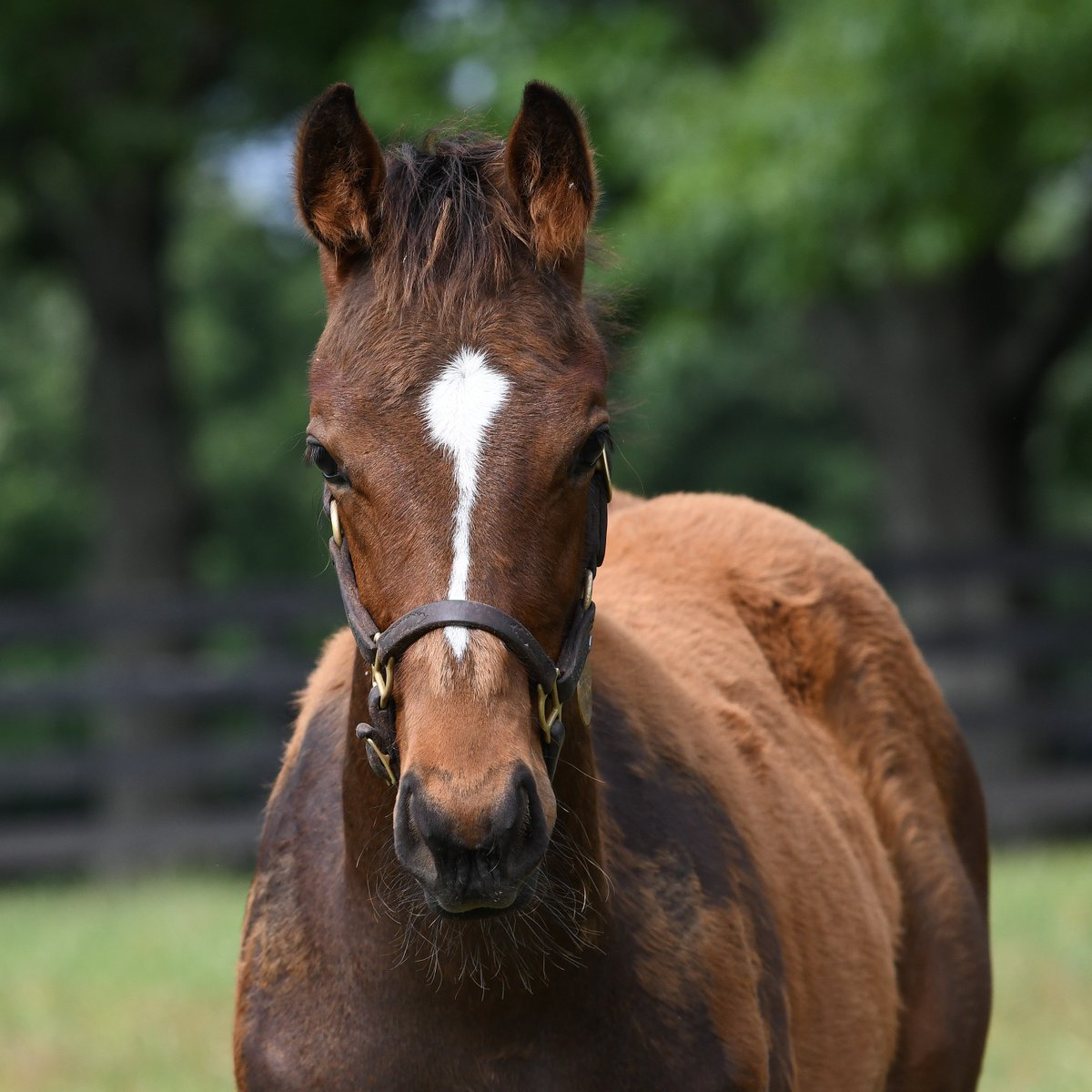 StonestreetFarm's tweet image. #Homebred SKINNER came to play in the G3 Native Diver S. this weekend, hustling hard to score his first graded stakes victory 🔥 @DelMarRacing @HillnDaleFarm @HIBerrios @StablesCrk 

#BredandRaised #GradedGrads #Horseracing
