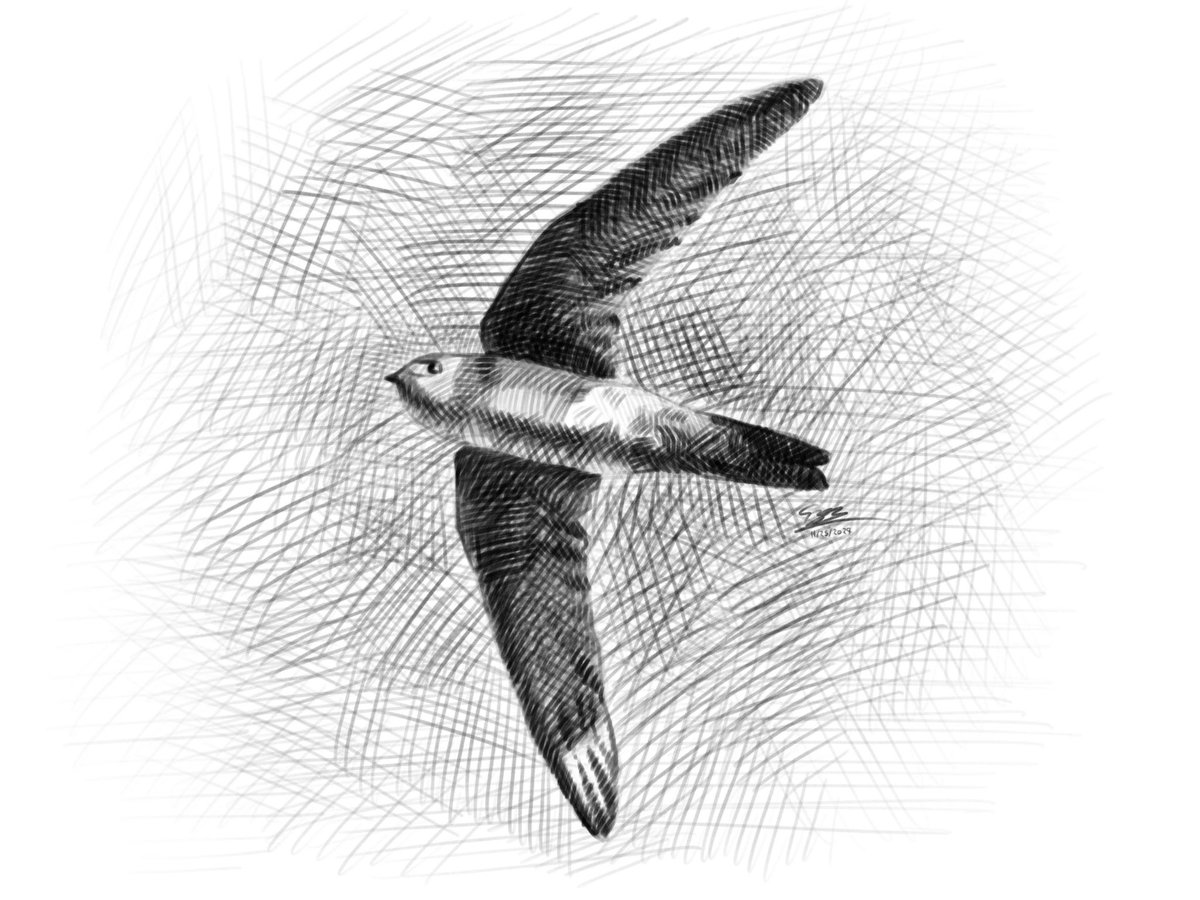 Bird Sketch of The Day: Moluccan Swiftlet