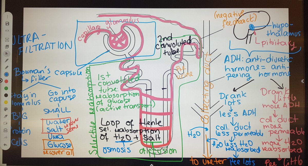 I always love how my board looks when I teach the kidney and the nephron!
