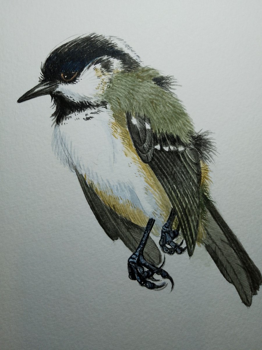 DavidMitchdg's tweet photo. Found a dead Coal Tit today . Seemed a shame not to paint it . https://t.co/rQL4s3fm66