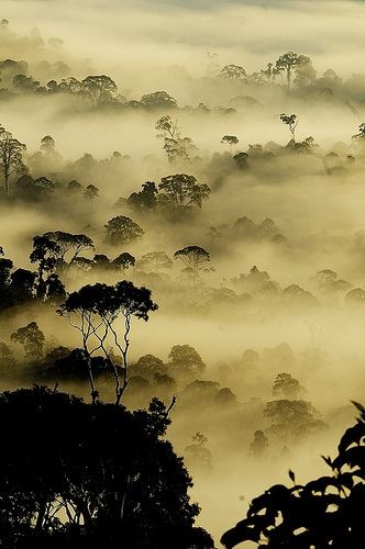 Untamedpath's tweet photo. "Morning mist painting the forest in a dreamlike hue. #NaturePathway #MistyMornings #ForestMagic #Wildlife055" https://t.co/xpquf4V9H8