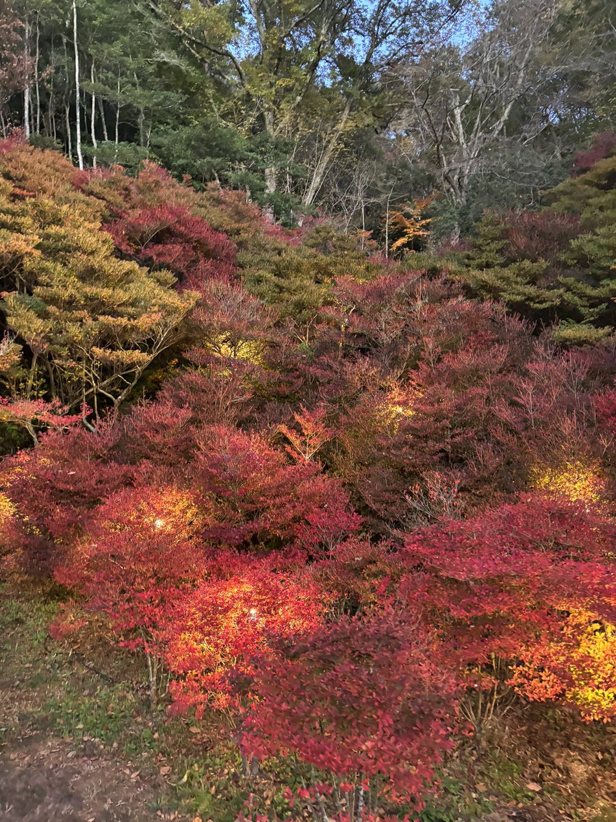 yco0924's tweet photo. 🍂 https://t.co/iI5hixO1ew