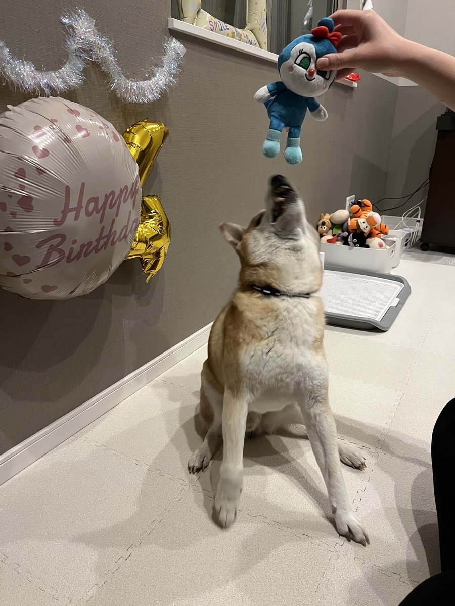 DogdiaryGeneral's tweet photo. 【誕生日プレゼントの末路🎁🐾】

社長に誕生日プレゼントを贈った結果…2秒で生贄に💦
新品だったのに、あっという間によだれでビショビショにされました😂

#社長の日常 #犬のいる暮らし #プレゼントの行方 #愛犬との時間 https://t.co/rx4jEeBoIx