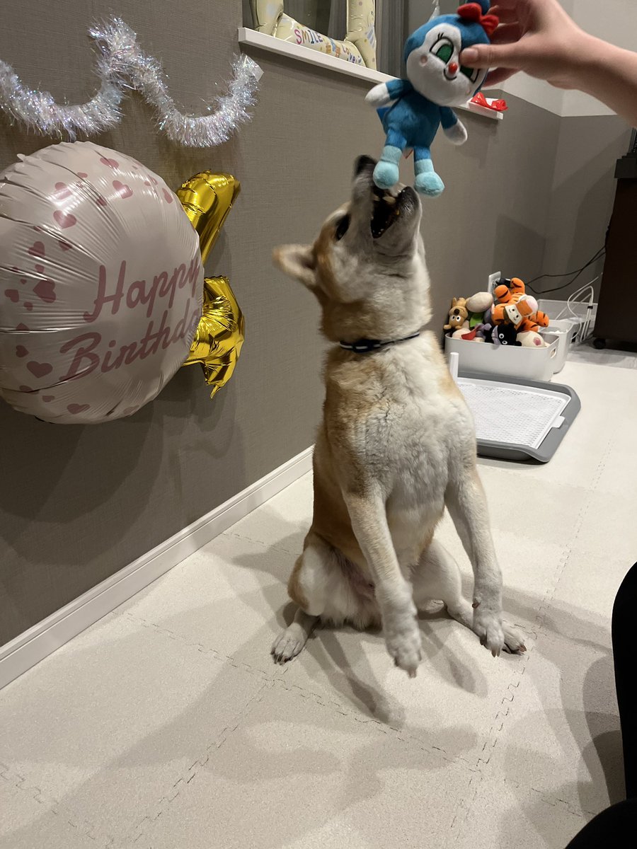 DogdiaryGeneral's tweet photo. 【誕生日プレゼントの末路🎁🐾】

社長に誕生日プレゼントを贈った結果…2秒で生贄に💦
新品だったのに、あっという間によだれでビショビショにされました😂

#社長の日常 #犬のいる暮らし #プレゼントの行方 #愛犬との時間 https://t.co/rx4jEeBoIx