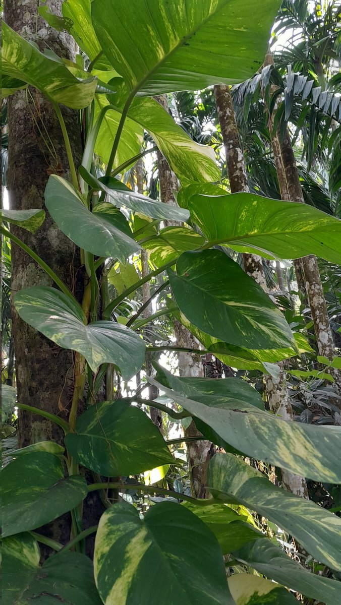 SuprabhBarua's tweet image. I captured this stunning moment of my Money plant (𝘌𝘱𝘪𝘱𝘳𝘦𝘮𝘯𝘶𝘮 𝘢𝘶𝘳𝘦𝘶𝘮) showcasing its largest and most beautiful leaves on a sturdy stem. This plant never ceases to amaze me with its growth and vitality. 🌱✨

#MoneyPlant #HousePlant #NaturePhotography