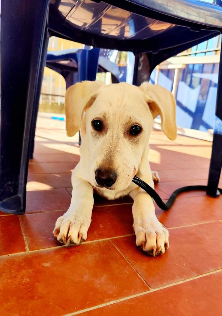 cotrozzi_lisa's tweet photo. ⛔ TOSCANA ⛔ Gioia tornerà al sud ...ha tre mesi e mezzo e la famiglia che l' aveva scelta non la vuole 😡😡.... è una simil labrador tg media molto dolce va d'accordo con tutti. evitiamo polemiche servono condivisioni per evitarle il box🙏🙏🙏🙏 Siena x info ☎️📞 339 5418838 https://t.co/GsfFZ6j6Rc
