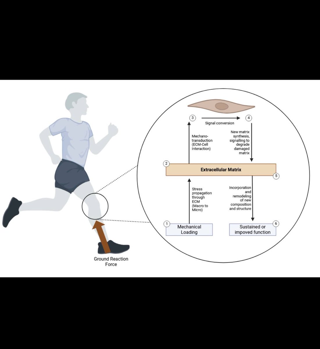 Tendinopathies NEED Load! 💪
<a href="/PhysioMeScience/">Physio Meets Science</a>