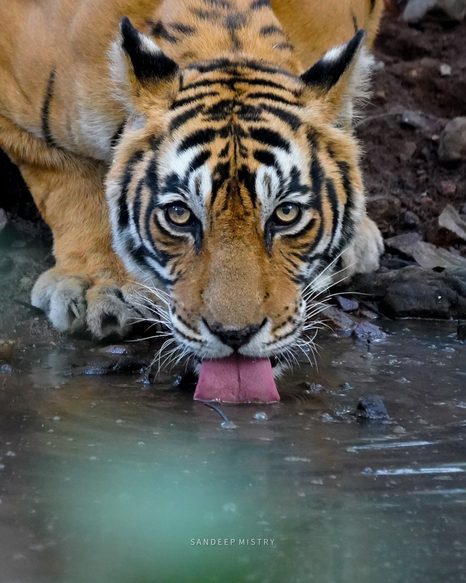 sandeepmistry1's tweet photo. When the king drinks, the jungle holds its breath. 🐅💧Those piercing eyes remind us who’s truly untamed. | By: @Sandeep.mistry1 on Instagram #wildlife https://t.co/qS4dgLpfTo