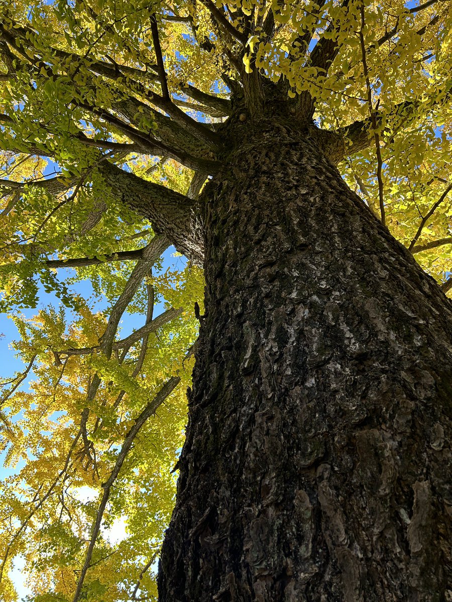 うのじゅん tweet media