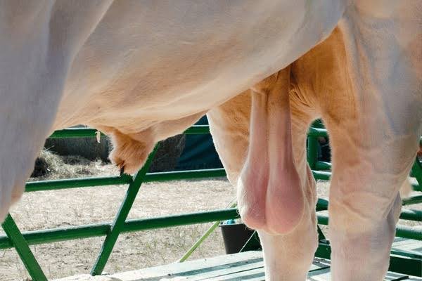 Samurai7M7's tweet photo. @babyBNB_fun Not bull .. may be ball https://t.co/kgx0Ly1Rhp