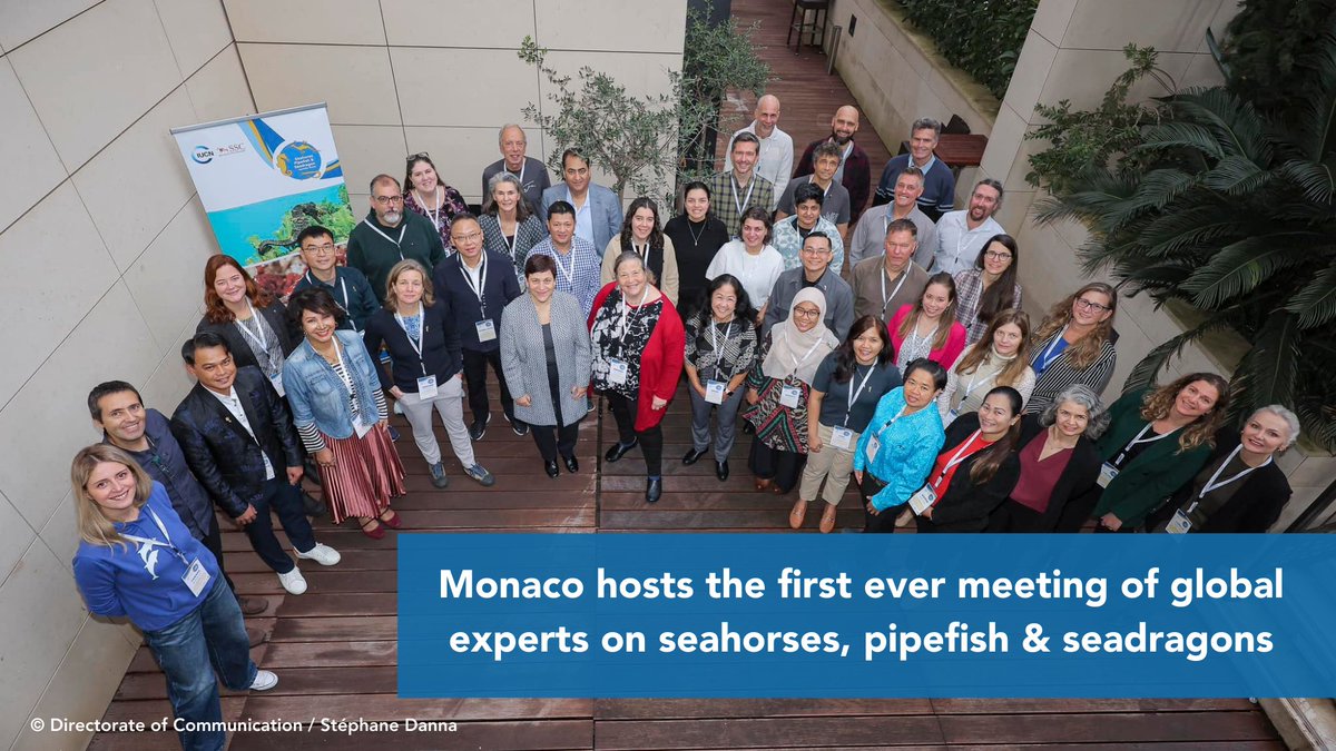 Kicking off the first-ever meeting of our global expert group on seahorses, pipefishes, and seadragons, hosted by <a href="/GVTMonaco/">Gouvernement Monaco</a>. 
Together, we’re advancing efforts to protect these iconic fishes. #SavingIconicSpecies  #Monaco2024
📸 © Directorate of Communication / Stéphane Danna