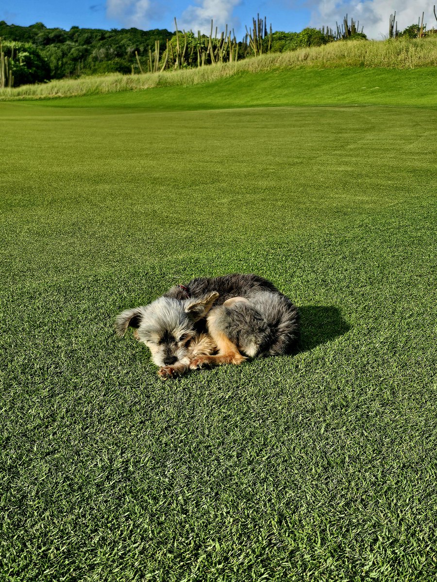 Sleeping on the job
<a href="/Pinki_DiGiorgio/">Pinki</a> <a href="/DogsOfTurf/">Dogs Of Turf</a>