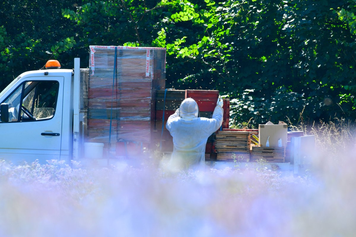 LoveBritishFood's tweet image. UK bee farming is incredibly sustainable...

It is low impact on the environment and farmers move the hives to avoid competition with wild pollinators.

If you want a great tasting product with minimum travel miles, try British honey!🇬🇧