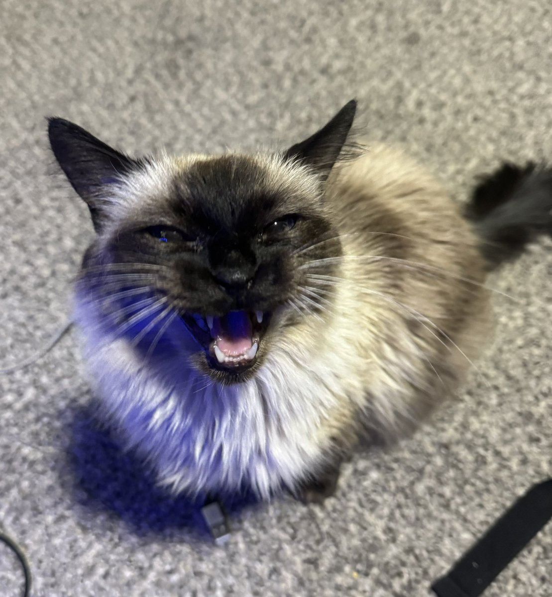 PhilTheCommie's tweet photo. @HorrorGorl So is MurderCat https://t.co/eHS2lgsSQ2
