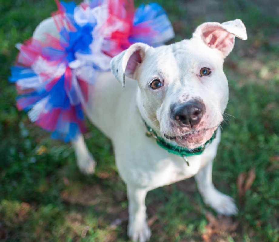 Griselda 207639
Relisted TBK 11/26
#NYCACC
Very sweet, social 4 yr old girl
Owner died, now all she knew is gone, her world upside down
Her crime is leash biting 
Please give Griselda a chance!
nycacc.app/browse/207639
#Pledge4Rescue #foster #adopt
