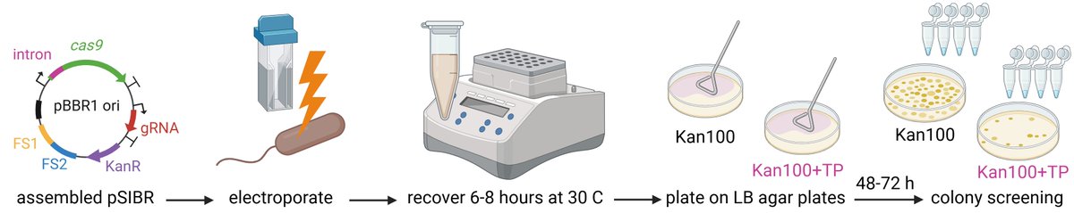 We developed a brand new #CRISPR
toolkit for #Cupriavidus #necator, a biotechnological platform for CO2 (and derivatives) valorization. 

The system is based on self-splicing introns and allows us to get mutants within 48h and with efficiencies up to 80%

Check the thread below👇