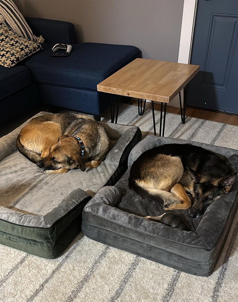 SMALLFIVEVET's tweet image. Recovering from jet lag in the USA after a successful relocation from Kenya. #petrelocation #petshippingexperts