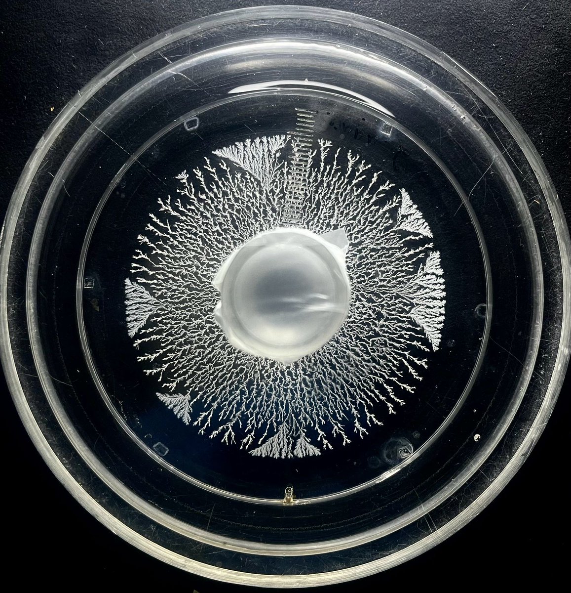 mazen_alghoul's tweet image. A new project on DLA between two concentric circles: Trying to simulate the experimental work of @SeungjuMoon of fractal patterns emerging from diffusing acid into a benzoate-containing hydrogel. #DLA #Fractal #ReactionDiffusion
