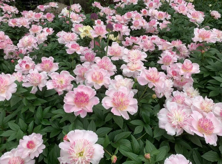 Peonies. 🌸🌸