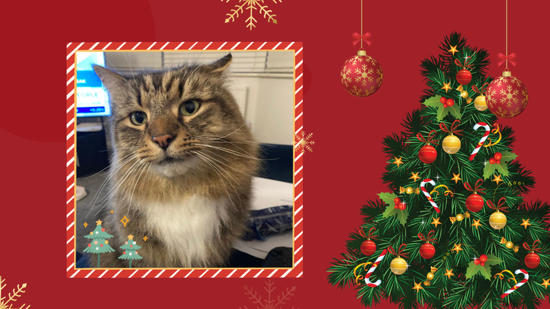 catsinoxford's tweet photo. Meet Pete for Day 7 of #CherwellCatvent, he's around 8 and owned by @chirpy999 π»
#CatsOfTwitter #CatsOfX #Catvent https://t.co/rK9v9m2h2u