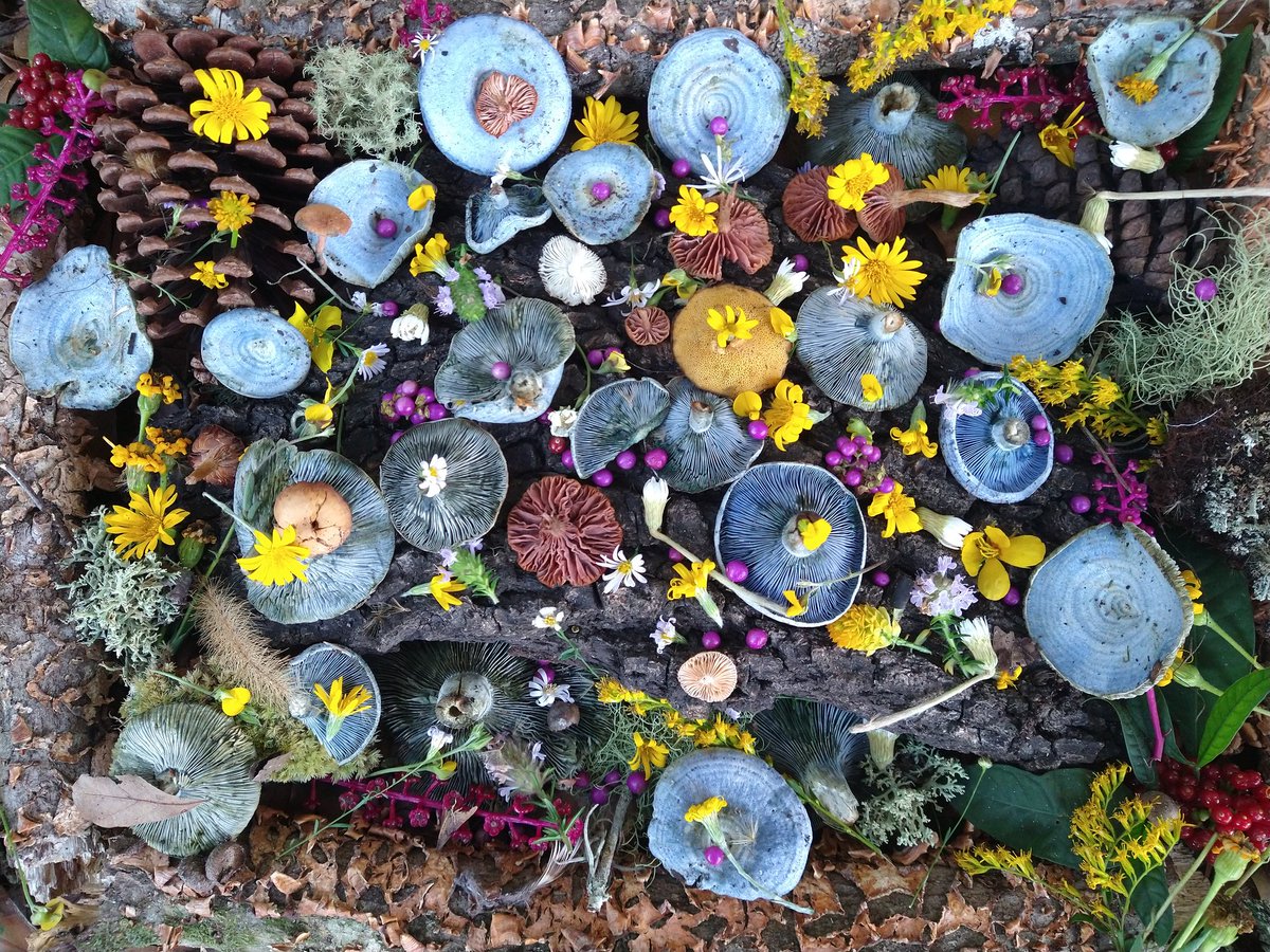 🍄Scott.Shroom🍄 tweet media