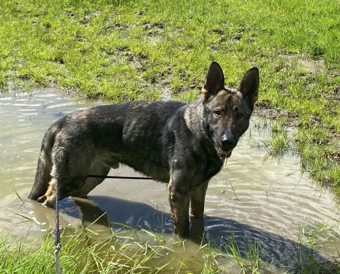 gsrescueelite's tweet photo. Colt is around 20mths old and we believe he comes from working lines, Colt can live with older kids but needs careful intros to other #dogs and will need an active home to meet his needs
#GermanShepherd #Cornwall
https://t.co/Niz4uXrNuU https://t.co/z6SVKZyqAi