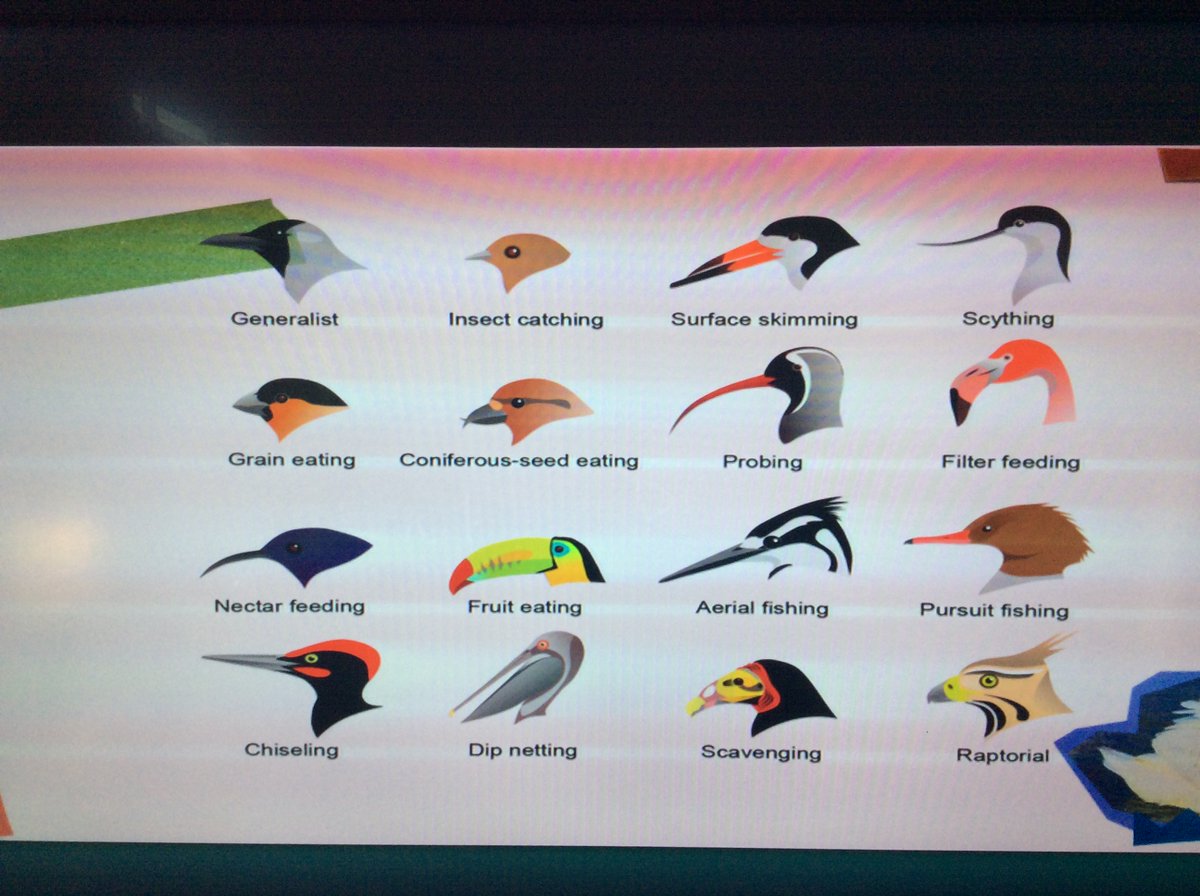 EastwayPrimary's tweet photo. How are animals suited to their environment?
#Eastwayscience #evolution #bringinglearningtolife https://t.co/dmMyskfDQs