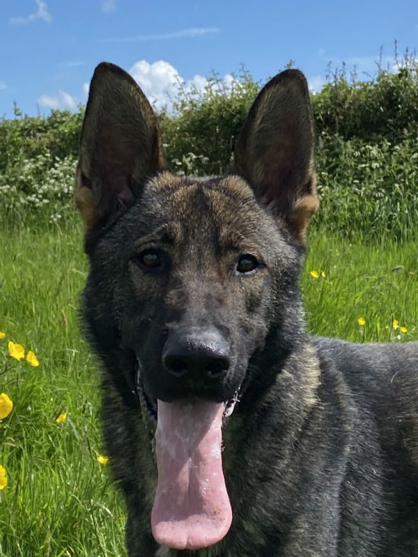 gsrescueelite's tweet photo. Colt is around 20mths old and we believe he comes from working lines, Colt can live with older kids but needs careful intros to other #dogs and will need an active home to meet his needs
#GermanShepherd #Cornwall
https://t.co/Niz4uXrNuU https://t.co/z6SVKZyqAi