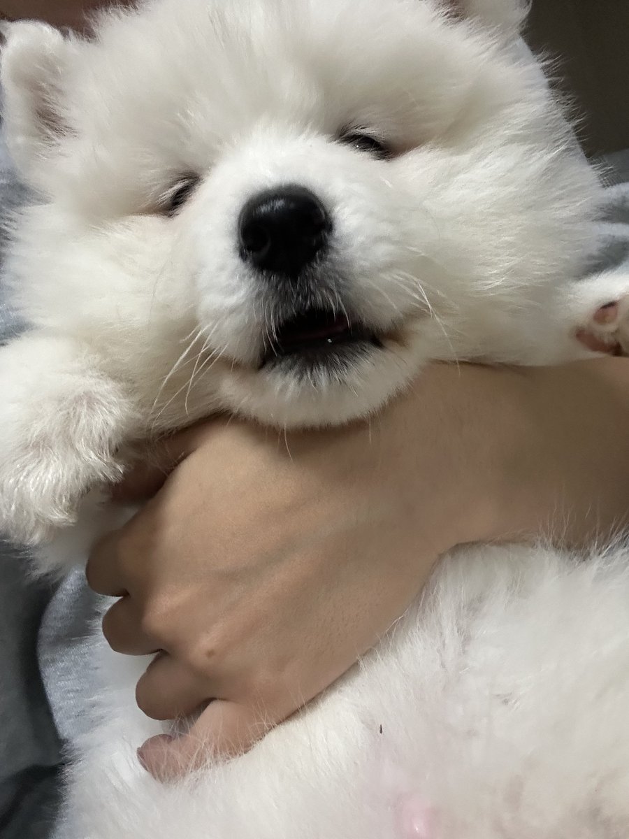 sadaharu__0905's tweet photo. おやさだはる♡
#サモエド #samoyd https://t.co/SS7wb3Q6aH