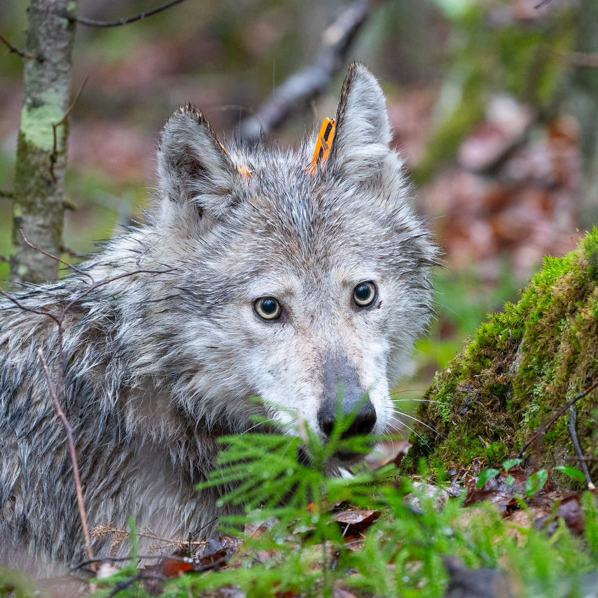 VoyaWolfProject's tweet photo. In late July, we received a mortality signal from Wolf O4D’s collar. O4D was the breeding female of the Windsong Pack, and the wolf that persistently attempted—and in Summer 2023 often succeeded—to get on the large ranch we had fenced off so she could eat calf poop.

Of course, we fenced the ranch specifically to keep wolves off of it so her behavior was very frustrating…more on that below.

We hiked out to O4D's last location and found her body beneath a large spruce tree. She was thin and emaciated. We weighed her and she was 37 lbs. We couldn’t see any visible injuries.

However, in late June, we suspected, based on substantial changes in O4D’s movements, that she had been hit by a car after crossing Highway 53, the main highway going through our area.

In fact, two days after we suspected she had been hit, we thought she was dead near the highway because she had not moved. We hiked out to check but she wasn’t there. She had moved a few hundred meters away and bedded down.

Slowly, she started moving in what seemed like a more typical pattern for wolves in the summer. I.e., traveling long distances and then bedding. We suspected maybe she had been injured but was recovering.

But the fact she died about 3 weeks later from apparent starvation seemed too coincidental so after we found her body, we sent it in for a necropsy (an animal autopsy).

The autopsy found that she had substantial injuries to her pelvis and back legs that were consistent with a vehicle collision. Specifically, the ligament attaching her back right leg to her pelvis completely ruptured and her right femur was displaced from the socket. She also had several fractures in her pelvis as well.

Interestingly, the necropsy also found O4D had extensive trematode/fluke burden (i.e., parasites) in her bile ducts and liver which could have contributed to physical deterioration.

In the end, she tried to keep going after being hit by a vehicle but she was likely never going to recover from such injuries. And the injuries clearly inhibited her ability to get food, and so she starved.

Now we know some will be upset and claim we should have captured her and sent her to rehab. However, we had no idea of what condition she was in or the extent of her injuries, and couldn’t have gotten close enough to observe her if we wanted to.

And capturing a specific wolf that was still moving substantially by human standards and who definitely would not have wanted to be captured would have been exceedingly difficult even if we wanted to do that.

Anyway, Wolf O4D was a unique wolf that taught us critical lessons about what is needed to prevent wolf-livestock conflict. She, through her frustrating desire to get on this ranch, showed us where all of our weaknesses were and how we had to fortify the fence to prevent wolves from getting on.

In fact, we think without her wearing a GPS-collar, the fence project probably would have been a failure because without that we would have known a wolf or wolves were getting on the ranch but would have had no idea where, or how to stop them.

That would have led to increasing frustration and the depressing feeling that the fence just wasn’t working. But thank goodness of all the wolves to have collared we had the one wolf that was fixated with getting on that ranch.

With a 7.5 mile fence line on the ranch, it is very hard to isolate the 1-2 foot section where a wolf is sliding under the fence. Having a GPS-collared wolf makes this much much easier.

In Summer 2023, the first summer after we the fence was fully installed, O4D tested our patience repeatedly but we eventually learned how to thwart her attempts. And we felt pretty confident that if we could stop her, we could almost certainly stop most every wolf.

And so in Summer 2024, the ranch had its first year in about 2 decades, per the rancher's recollection, without any depredations or missing calves that were likely killed by wolves. All was quiet and peaceful.

Not sure that would have happened without the knowledge we gleaned from having Wolf O4D collared these past 2 years.