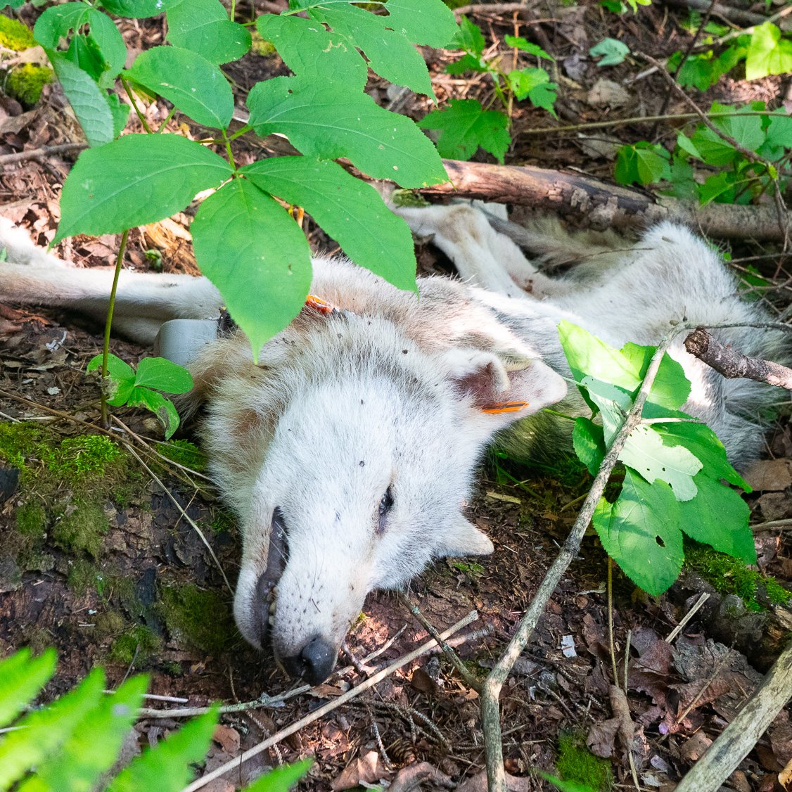 VoyaWolfProject's tweet photo. In late July, we received a mortality signal from Wolf O4D’s collar. O4D was the breeding female of the Windsong Pack, and the wolf that persistently attempted—and in Summer 2023 often succeeded—to get on the large ranch we had fenced off so she could eat calf poop.

Of course, we fenced the ranch specifically to keep wolves off of it so her behavior was very frustrating…more on that below.

We hiked out to O4D's last location and found her body beneath a large spruce tree. She was thin and emaciated. We weighed her and she was 37 lbs. We couldn’t see any visible injuries.

However, in late June, we suspected, based on substantial changes in O4D’s movements, that she had been hit by a car after crossing Highway 53, the main highway going through our area.

In fact, two days after we suspected she had been hit, we thought she was dead near the highway because she had not moved. We hiked out to check but she wasn’t there. She had moved a few hundred meters away and bedded down.

Slowly, she started moving in what seemed like a more typical pattern for wolves in the summer. I.e., traveling long distances and then bedding. We suspected maybe she had been injured but was recovering.

But the fact she died about 3 weeks later from apparent starvation seemed too coincidental so after we found her body, we sent it in for a necropsy (an animal autopsy).

The autopsy found that she had substantial injuries to her pelvis and back legs that were consistent with a vehicle collision. Specifically, the ligament attaching her back right leg to her pelvis completely ruptured and her right femur was displaced from the socket. She also had several fractures in her pelvis as well.

Interestingly, the necropsy also found O4D had extensive trematode/fluke burden (i.e., parasites) in her bile ducts and liver which could have contributed to physical deterioration.

In the end, she tried to keep going after being hit by a vehicle but she was likely never going to recover from such injuries. And the injuries clearly inhibited her ability to get food, and so she starved.

Now we know some will be upset and claim we should have captured her and sent her to rehab. However, we had no idea of what condition she was in or the extent of her injuries, and couldn’t have gotten close enough to observe her if we wanted to.

And capturing a specific wolf that was still moving substantially by human standards and who definitely would not have wanted to be captured would have been exceedingly difficult even if we wanted to do that.

Anyway, Wolf O4D was a unique wolf that taught us critical lessons about what is needed to prevent wolf-livestock conflict. She, through her frustrating desire to get on this ranch, showed us where all of our weaknesses were and how we had to fortify the fence to prevent wolves from getting on.

In fact, we think without her wearing a GPS-collar, the fence project probably would have been a failure because without that we would have known a wolf or wolves were getting on the ranch but would have had no idea where, or how to stop them.

That would have led to increasing frustration and the depressing feeling that the fence just wasn’t working. But thank goodness of all the wolves to have collared we had the one wolf that was fixated with getting on that ranch.

With a 7.5 mile fence line on the ranch, it is very hard to isolate the 1-2 foot section where a wolf is sliding under the fence. Having a GPS-collared wolf makes this much much easier.

In Summer 2023, the first summer after we the fence was fully installed, O4D tested our patience repeatedly but we eventually learned how to thwart her attempts. And we felt pretty confident that if we could stop her, we could almost certainly stop most every wolf.

And so in Summer 2024, the ranch had its first year in about 2 decades, per the rancher's recollection, without any depredations or missing calves that were likely killed by wolves. All was quiet and peaceful.

Not sure that would have happened without the knowledge we gleaned from having Wolf O4D collared these past 2 years.