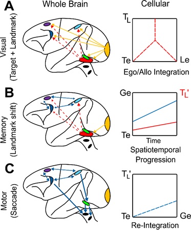 Our review 'Neural integration of egocentric and allocentric visual cues in the gaze system' now available. Includes human behavior, imaging, monkey gaze system, our recent work on ego-allo integration in frontal gaze centers, and a conceptual model.
journals.physiology.org/doi/abs/10.115…