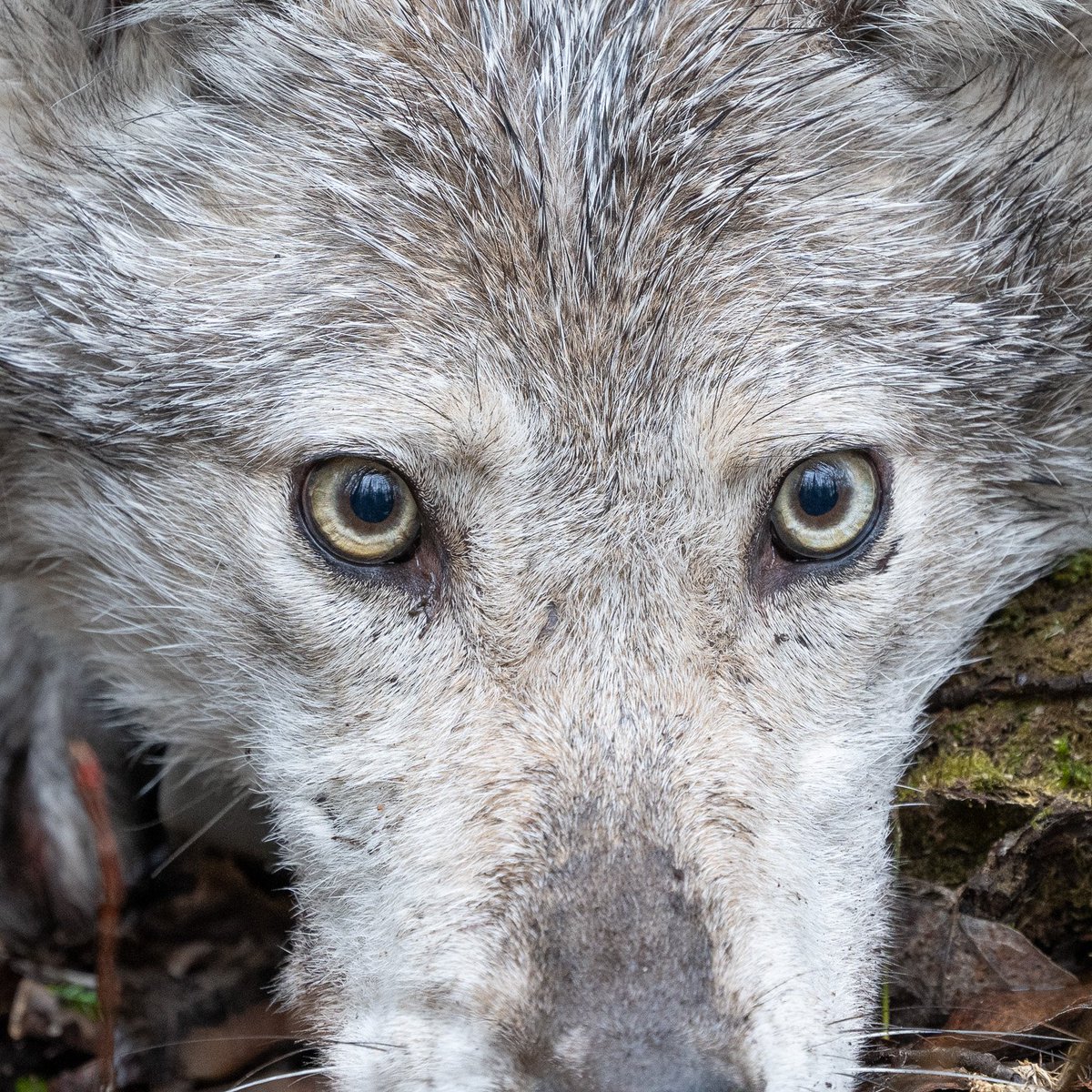 VoyaWolfProject's tweet photo. In late July, we received a mortality signal from Wolf O4D’s collar. O4D was the breeding female of the Windsong Pack, and the wolf that persistently attempted—and in Summer 2023 often succeeded—to get on the large ranch we had fenced off so she could eat calf poop.

Of course, we fenced the ranch specifically to keep wolves off of it so her behavior was very frustrating…more on that below.

We hiked out to O4D's last location and found her body beneath a large spruce tree. She was thin and emaciated. We weighed her and she was 37 lbs. We couldn’t see any visible injuries.

However, in late June, we suspected, based on substantial changes in O4D’s movements, that she had been hit by a car after crossing Highway 53, the main highway going through our area.

In fact, two days after we suspected she had been hit, we thought she was dead near the highway because she had not moved. We hiked out to check but she wasn’t there. She had moved a few hundred meters away and bedded down.

Slowly, she started moving in what seemed like a more typical pattern for wolves in the summer. I.e., traveling long distances and then bedding. We suspected maybe she had been injured but was recovering.

But the fact she died about 3 weeks later from apparent starvation seemed too coincidental so after we found her body, we sent it in for a necropsy (an animal autopsy).

The autopsy found that she had substantial injuries to her pelvis and back legs that were consistent with a vehicle collision. Specifically, the ligament attaching her back right leg to her pelvis completely ruptured and her right femur was displaced from the socket. She also had several fractures in her pelvis as well.

Interestingly, the necropsy also found O4D had extensive trematode/fluke burden (i.e., parasites) in her bile ducts and liver which could have contributed to physical deterioration.

In the end, she tried to keep going after being hit by a vehicle but she was likely never going to recover from such injuries. And the injuries clearly inhibited her ability to get food, and so she starved.

Now we know some will be upset and claim we should have captured her and sent her to rehab. However, we had no idea of what condition she was in or the extent of her injuries, and couldn’t have gotten close enough to observe her if we wanted to.

And capturing a specific wolf that was still moving substantially by human standards and who definitely would not have wanted to be captured would have been exceedingly difficult even if we wanted to do that.

Anyway, Wolf O4D was a unique wolf that taught us critical lessons about what is needed to prevent wolf-livestock conflict. She, through her frustrating desire to get on this ranch, showed us where all of our weaknesses were and how we had to fortify the fence to prevent wolves from getting on.

In fact, we think without her wearing a GPS-collar, the fence project probably would have been a failure because without that we would have known a wolf or wolves were getting on the ranch but would have had no idea where, or how to stop them.

That would have led to increasing frustration and the depressing feeling that the fence just wasn’t working. But thank goodness of all the wolves to have collared we had the one wolf that was fixated with getting on that ranch.

With a 7.5 mile fence line on the ranch, it is very hard to isolate the 1-2 foot section where a wolf is sliding under the fence. Having a GPS-collared wolf makes this much much easier.

In Summer 2023, the first summer after we the fence was fully installed, O4D tested our patience repeatedly but we eventually learned how to thwart her attempts. And we felt pretty confident that if we could stop her, we could almost certainly stop most every wolf.

And so in Summer 2024, the ranch had its first year in about 2 decades, per the rancher's recollection, without any depredations or missing calves that were likely killed by wolves. All was quiet and peaceful.

Not sure that would have happened without the knowledge we gleaned from having Wolf O4D collared these past 2 years.
