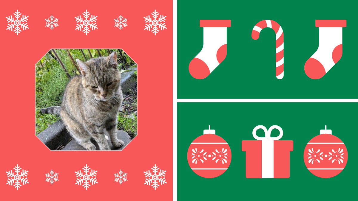catsinoxford's tweet photo. We welcome another of @AlysonMeadowcr1's @AllotmentCat s this #CherwellCatvent Day 13: Janet, who is about 14 and was born at the allotment!
#CatsOfTwitter #CatsOfX #Catvent https://t.co/pieMc2aTyN