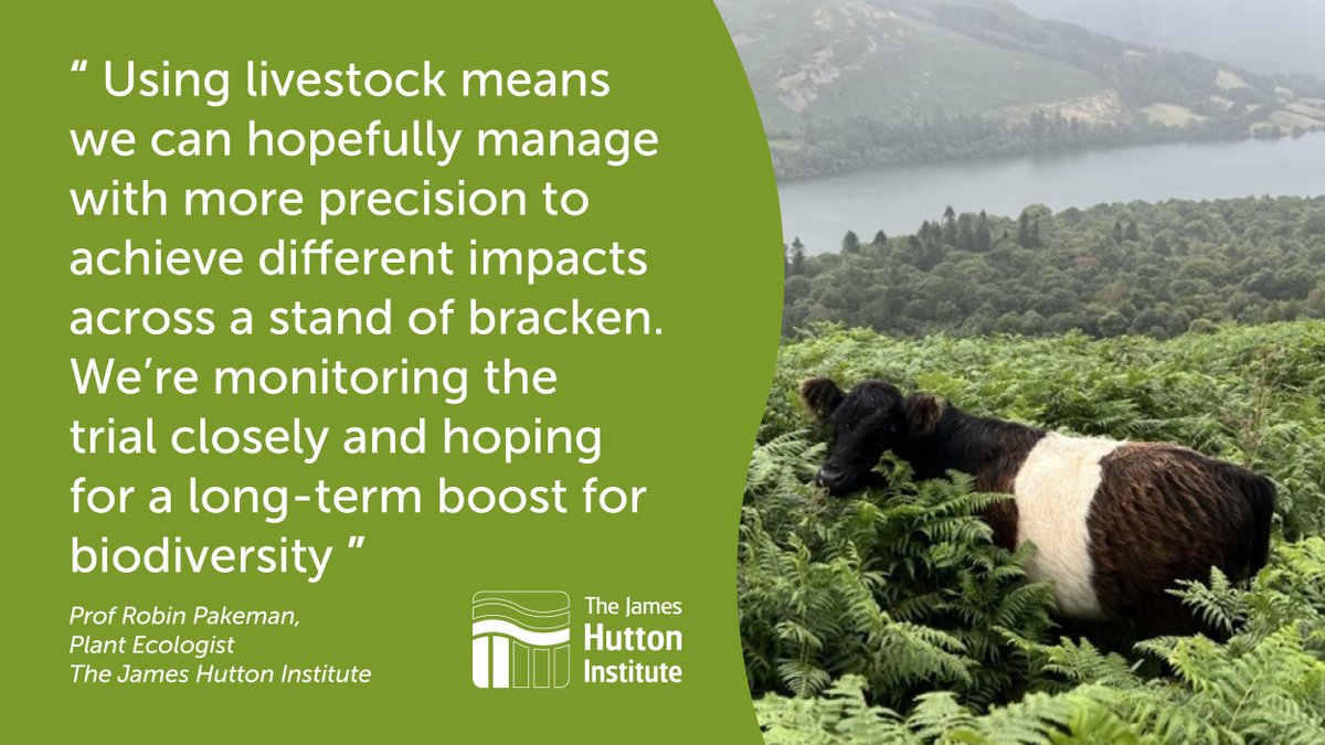 Farmers are tackling invasive #bracken without chemicals! A new field lab with <a href="/IFarmers/">Innovative Farmers</a> &amp; <a href="/JamesHuttonInst/">James Hutton Institute</a> shows how livestock trampling can control bracken, cut costs &amp; restore habitats—helping the UK's endangered High Brown Fritillary thrive 🌿🦋

More: eu1.hubs.ly/H0dYBFH0