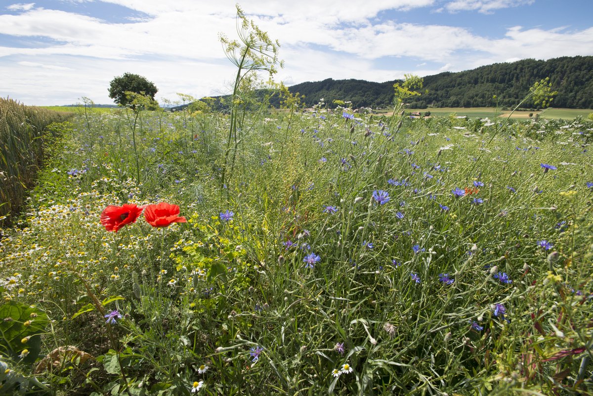 The intensification of #agriculture has greatly changed Europe's agroecosystems, with major implications for #biodiversity. An overview study by Agroscope and the Swiss Ornithological Institute identifies the most important areas for future research. ➡️bit.ly/4fHXg59
